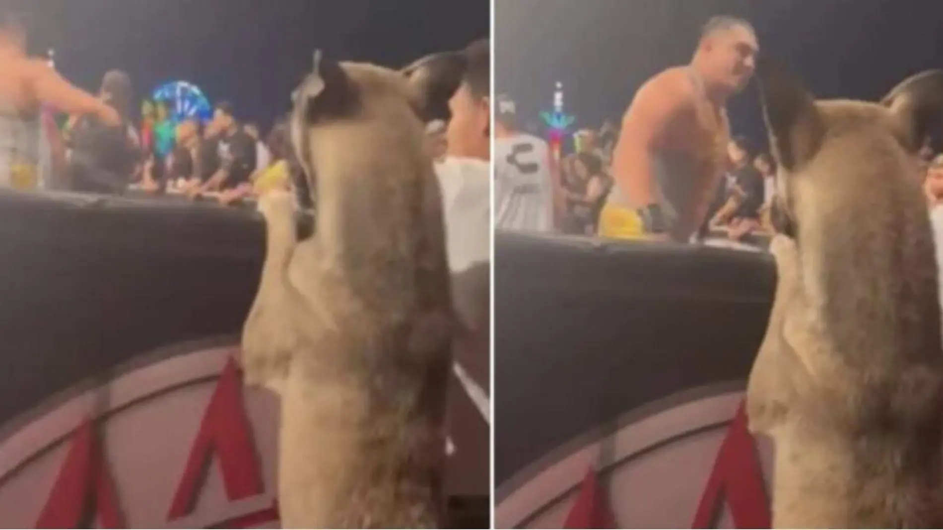 Perrito disfruta de la Lucha Libre y se hace viral